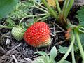 2014-0603_2005_Strawberries_15.4C